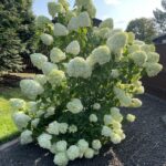 Syyshortensia Limelight pensas
