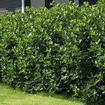 Marja-aronia Viking pensas