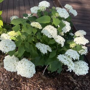 Pallohortensia 'Annabelle' LOPPUUNMYYTY 2025