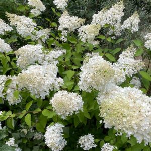 Syyshortensia 'Grandiflora'